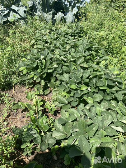 Рассада клубники