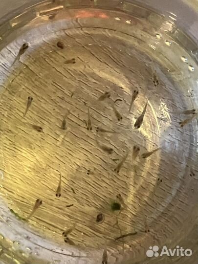 Гуппи мальки