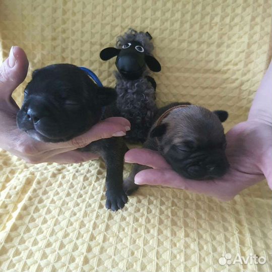 Щенки французского бульдога