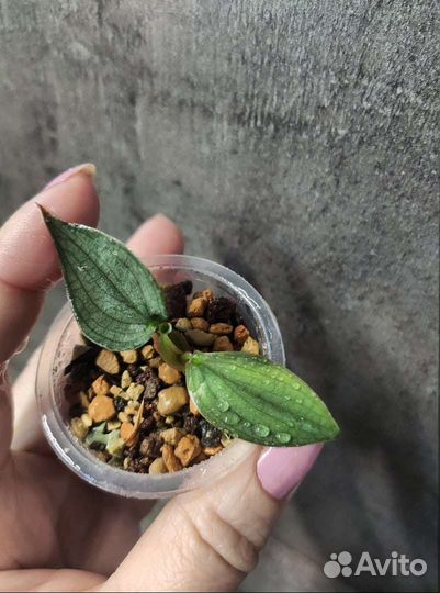 Ароидные растения