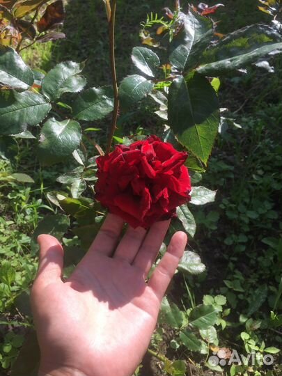 Психолог (исцеление души)