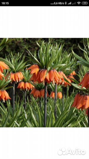 Рябчик императорский