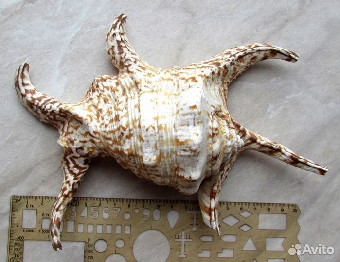 Ракушки - морские раковины в аквариум