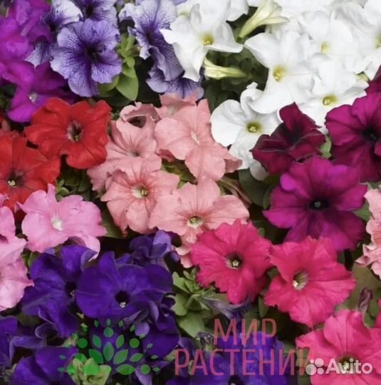 Однолетние растения - саженцы