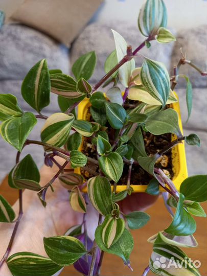 Традесканции Квадриколор,Зебрина,Нанук,Альбовитата