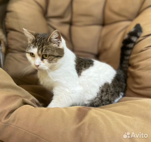 Кошки в добрые руки метис