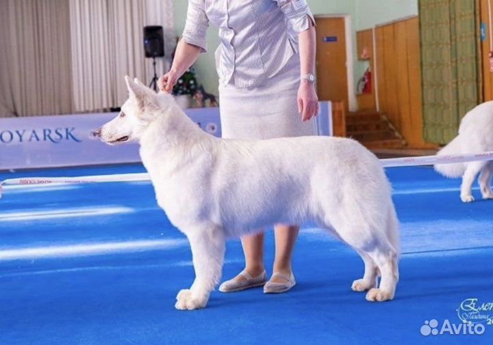 Вязка бшо