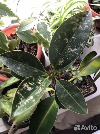 Фикус бенджамина каучуконосный цветы пальма