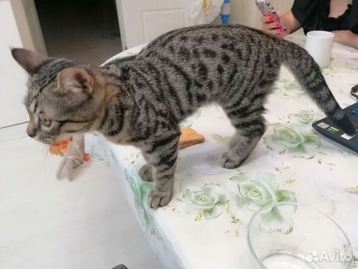 Кошки в добрые руки бесплатно
