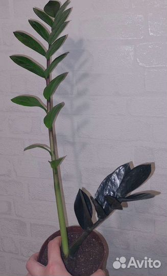 Замиокулькас Черный равен (ворон) и обычный