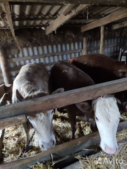 Быки на мясо