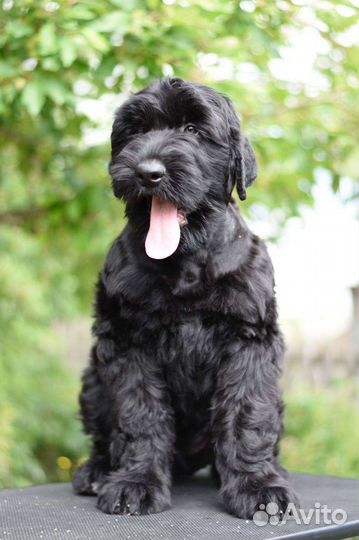 Собаки, щенки Русского черного терьера