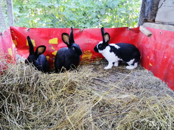 Кролики мясных пород