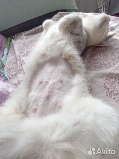 Стерилизация кошек и кастрация на дому