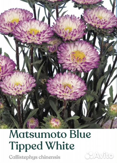 Рассада астры серии Мацумото