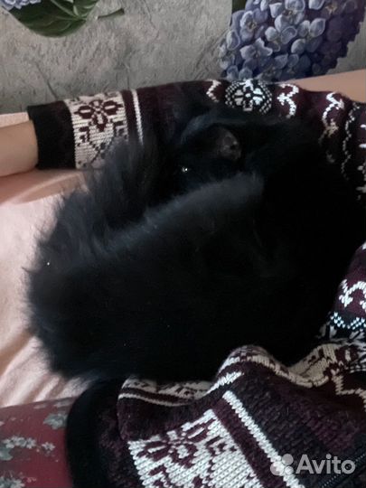 Кошка в добрые руки даром