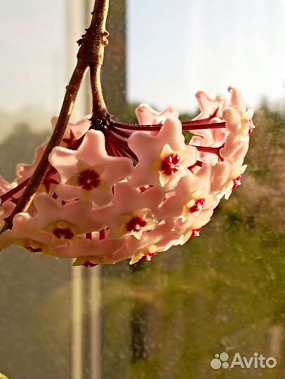 Хойя Карноза (восковой плющ)