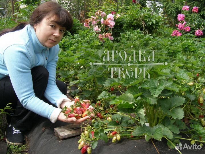Земклуника Купчиха