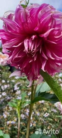 Георгины клубни