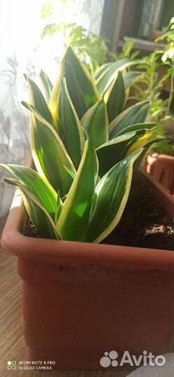 Сансевиерия голден ханни