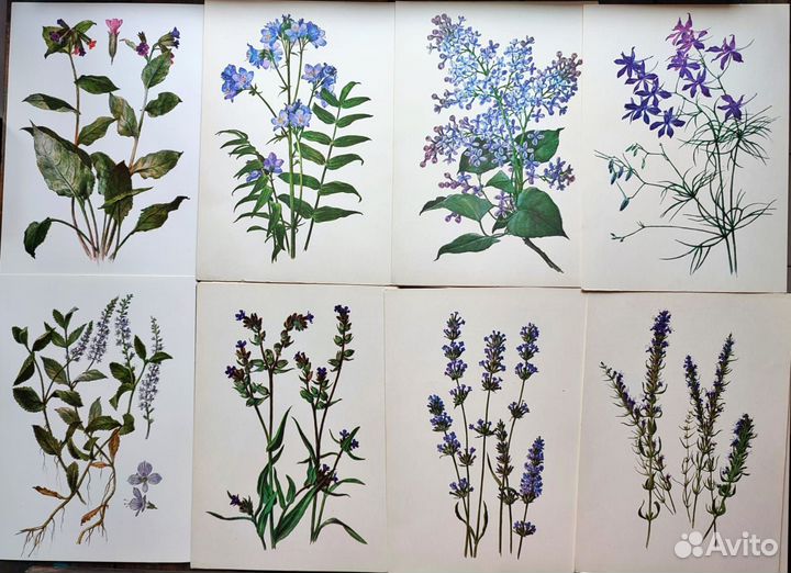 Винтажные ботанические открытки цветы, растения