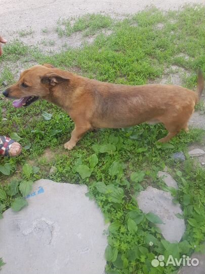 Небольшой рыжий пёсик