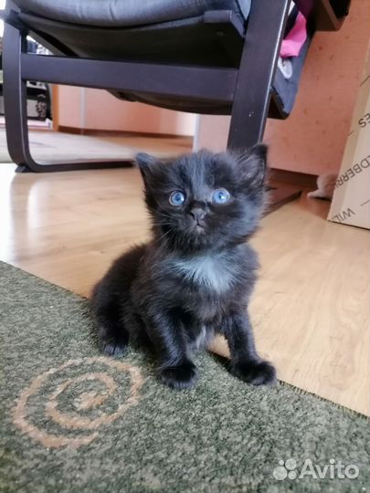 Котята пушистые
