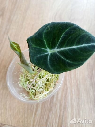 Алоказия Регинула вар