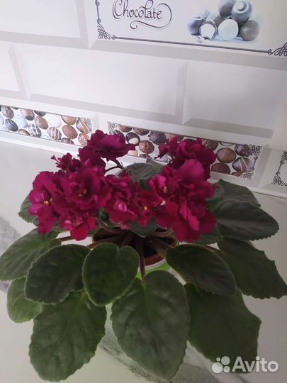 Сортовые фиалки