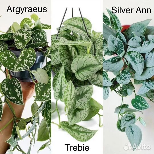 Сциндапсусы Argyraeus, Trebie, Silver Ann