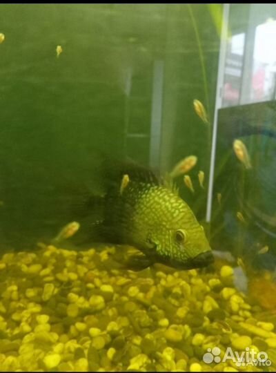 Цихлида бриллиантовая