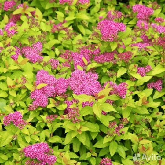 Спирея японская Голд Принцесс