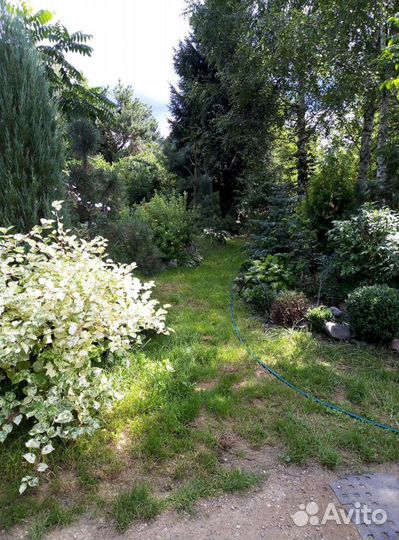 Горец японский. Спиреи