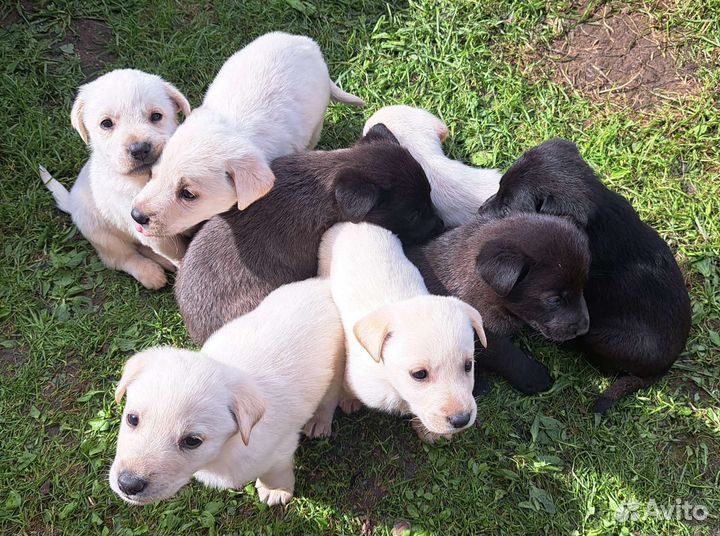 Щенки лабрадора