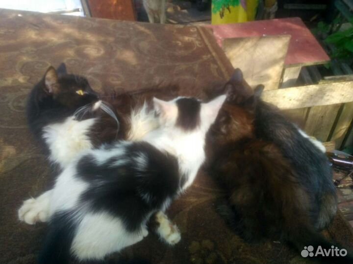 В добрые руки