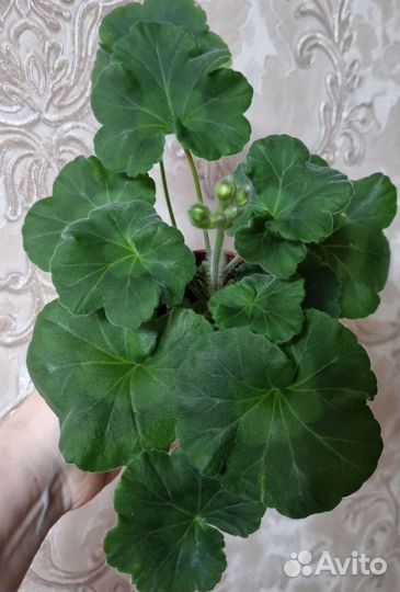 Герань пеларгония