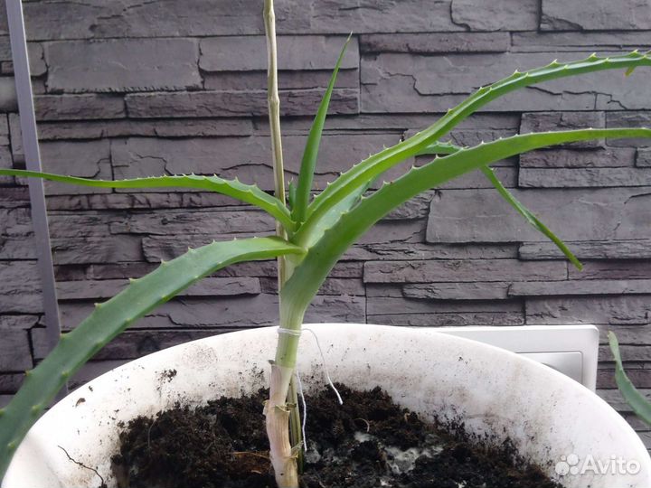 Алоэ.Столетник.Растения в горшках
