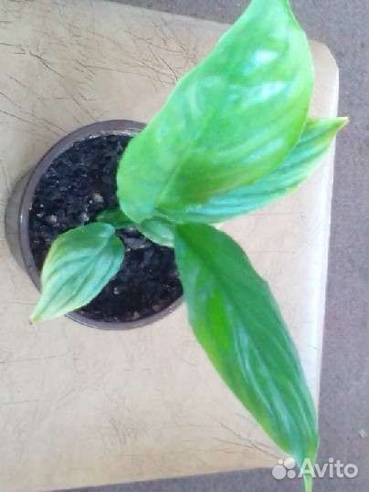 Стафиллиум (женское счастье)