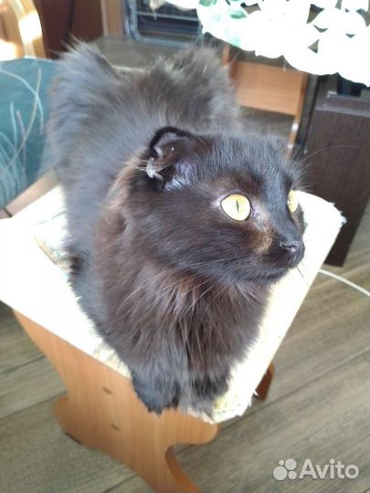 Шотладские