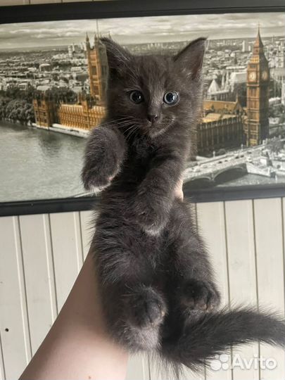 Котята мейн-кун