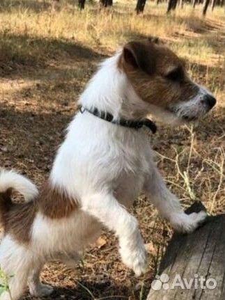 Джек рассел терьер