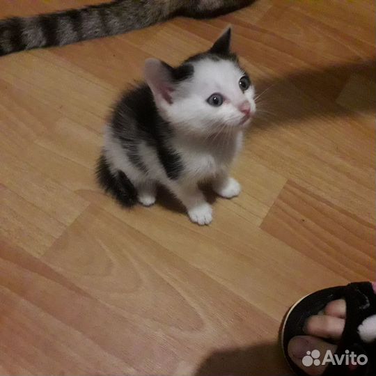 Котята в добрые руки даром