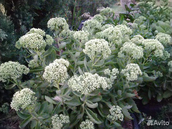 Очиток под срезку