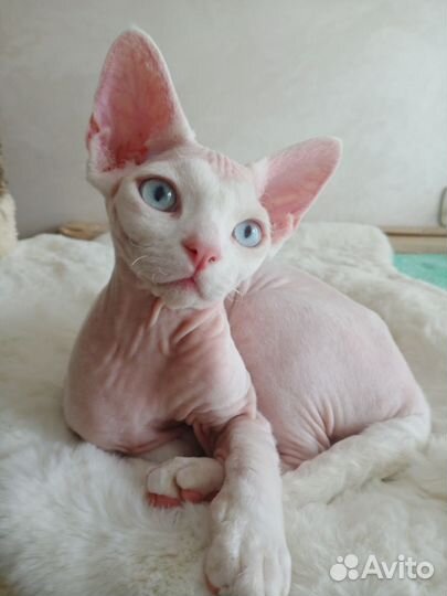 Котята девон-рекс