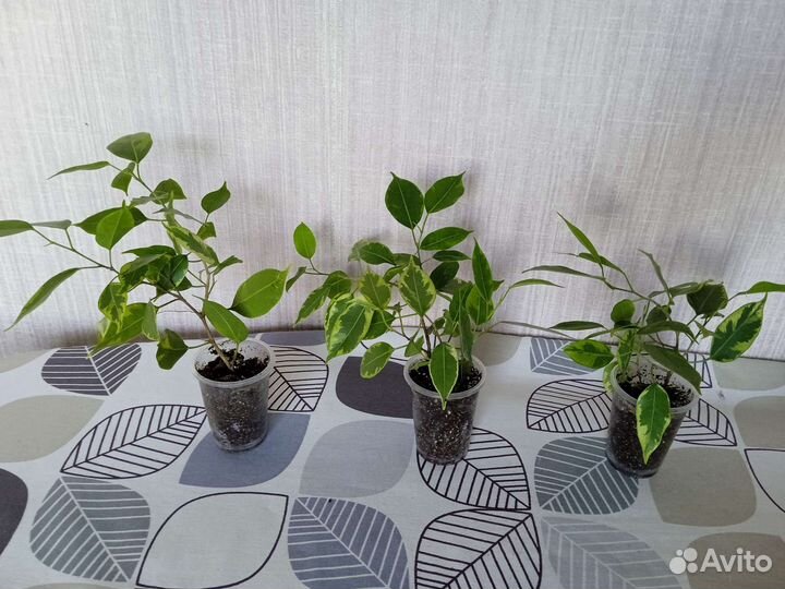 Фикус пестролистный