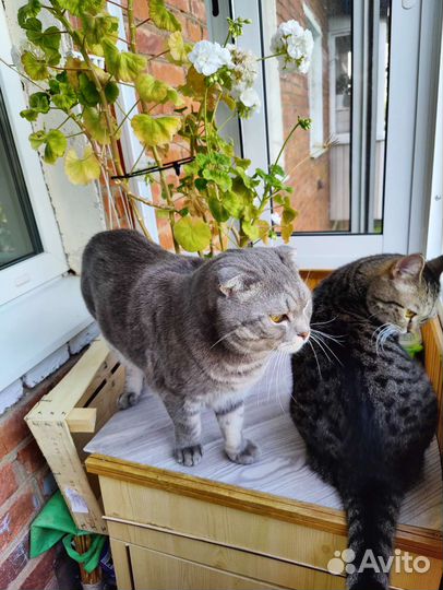 Шотландские кот и кошка
