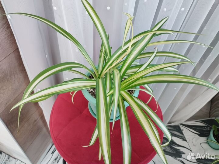 Хлорофитум хохлатый