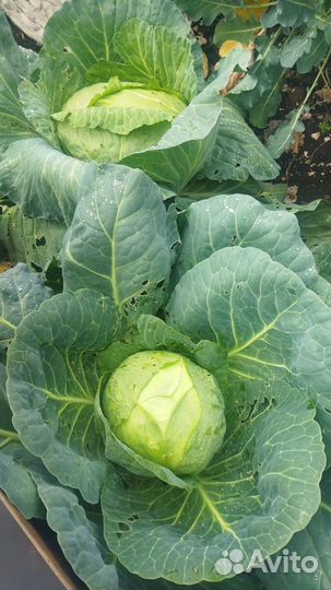 Продам капусту