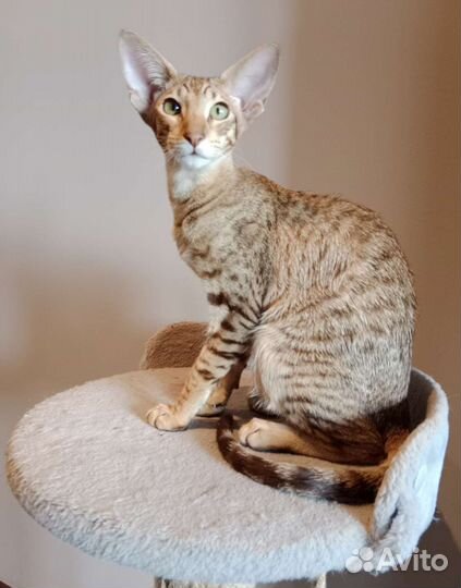 Ориентальные котята