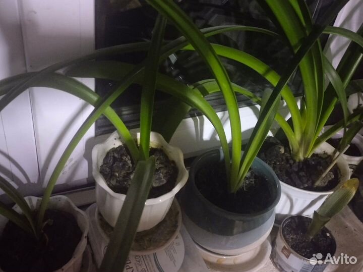 Гиппеаструм